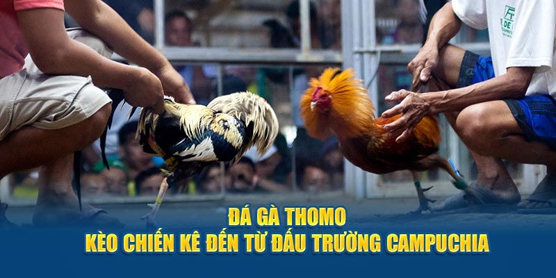 Giới thiệu sơ về loại hình đá gà Thomo