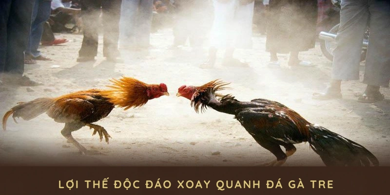 Khám phá nhiều lợi thế độc đáo xoay quanh đá gà tre